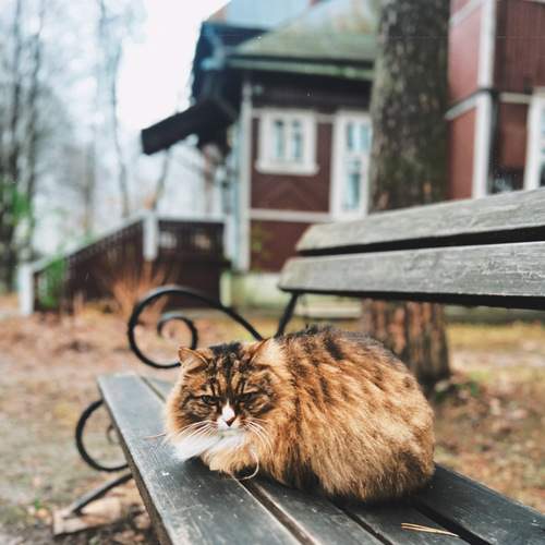 Photo #13091729