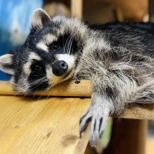 Photo #13091732