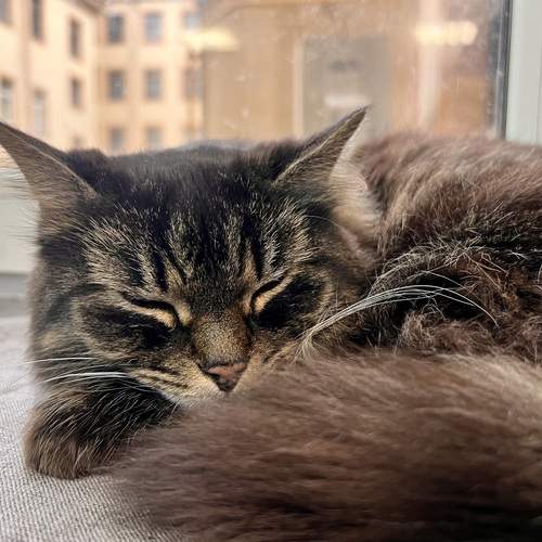 Photo #13091733