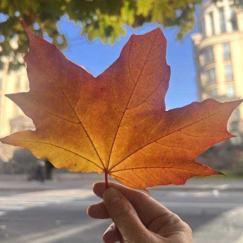 Photo #13091735
