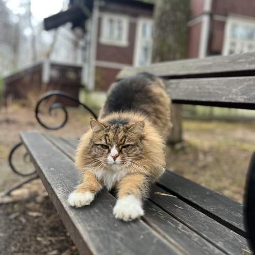 Photo #13091736