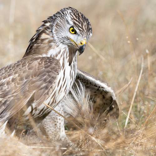 Фотография #13091880