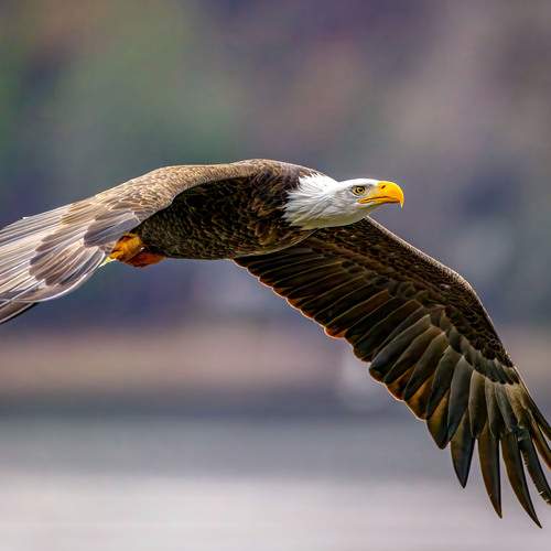 Photo #13092426