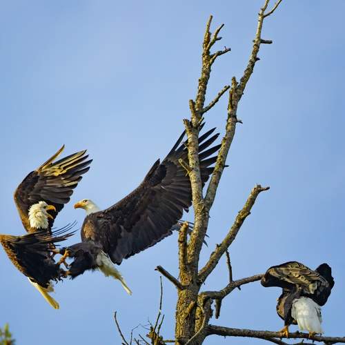 Photo #13092427