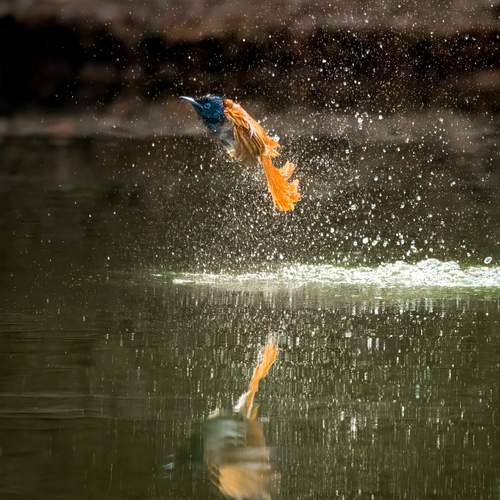 Indian Paradise Flycatcher on flight mode.