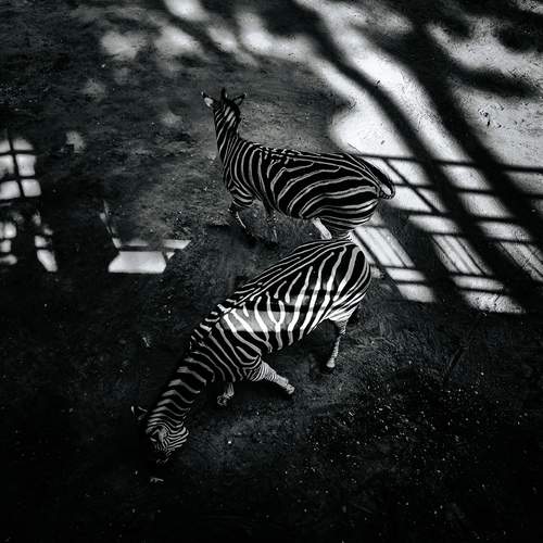 Photo #13092723