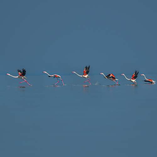 The Rhythm of Flight