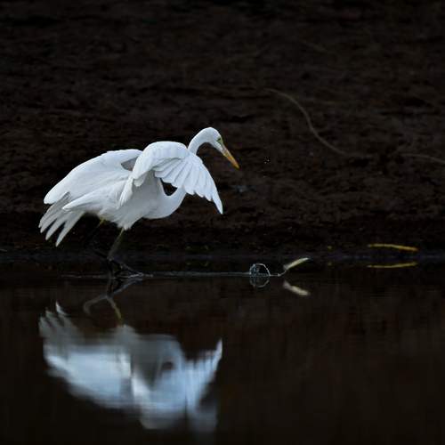 Graceful Hunter Egret