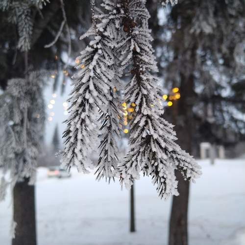 Photo #13093031