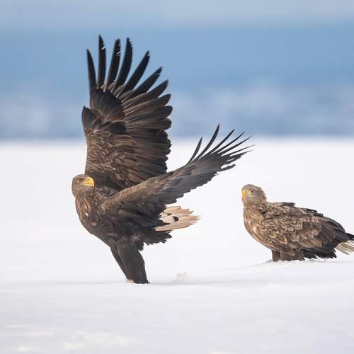 Фотография #13093175