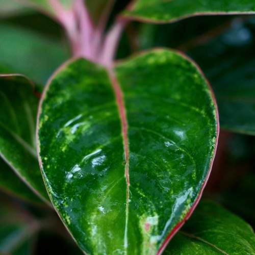 Photo #13093215