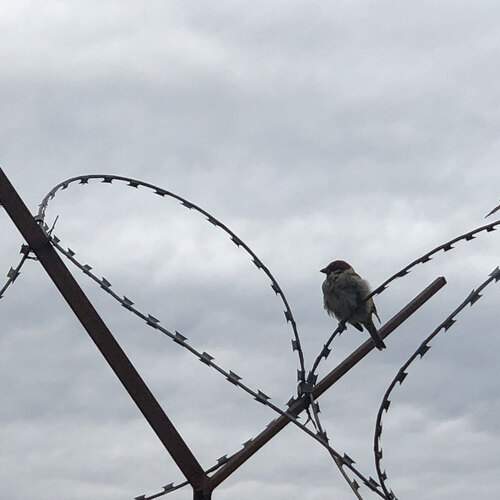 Photo #13093241