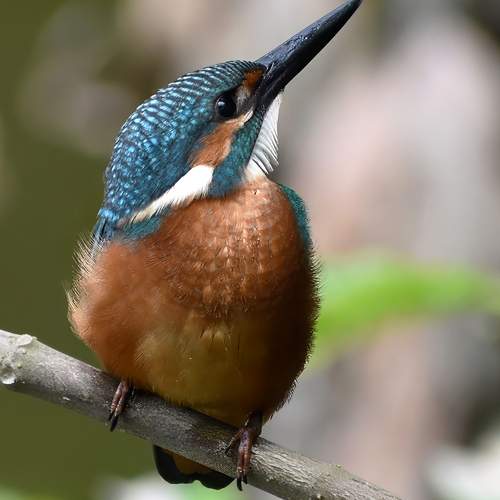 Photo #13093299