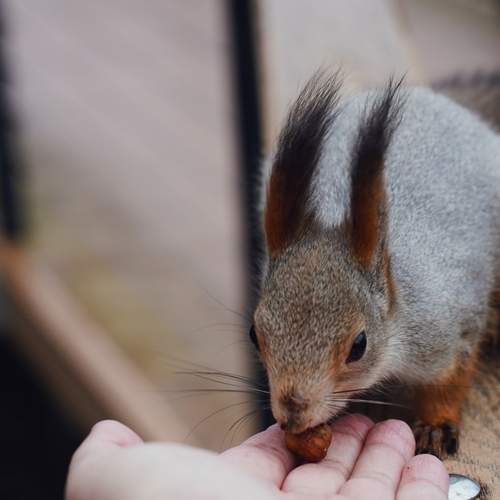 Squirrel in Sviblovo Park