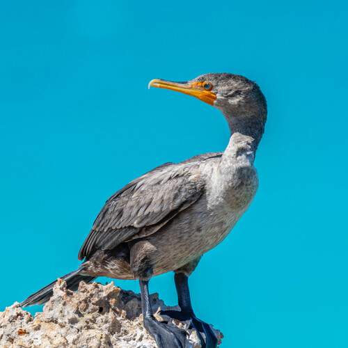Photo #13093601
