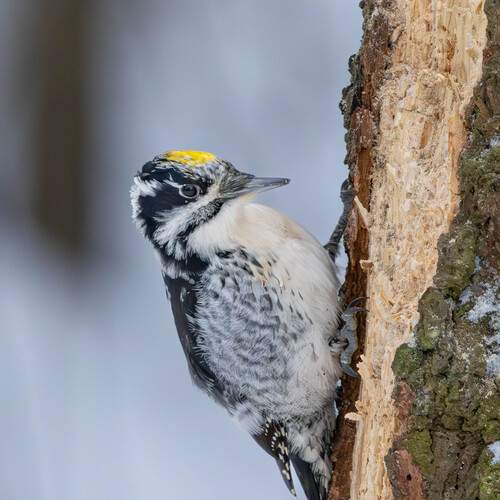 Photo #13093623