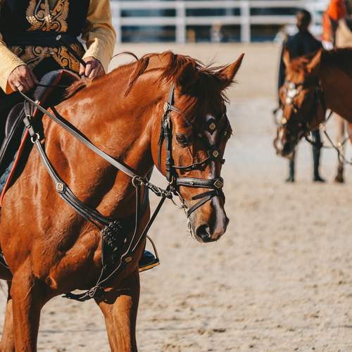 Photo #13093726