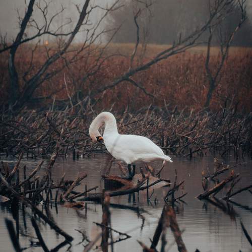 Photo #13093921