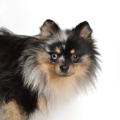 Photo #13093941