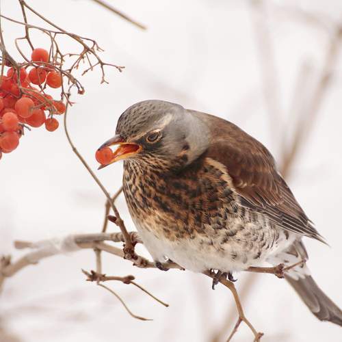 Фотография #13094116
