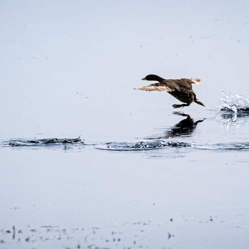 Photo #13094374