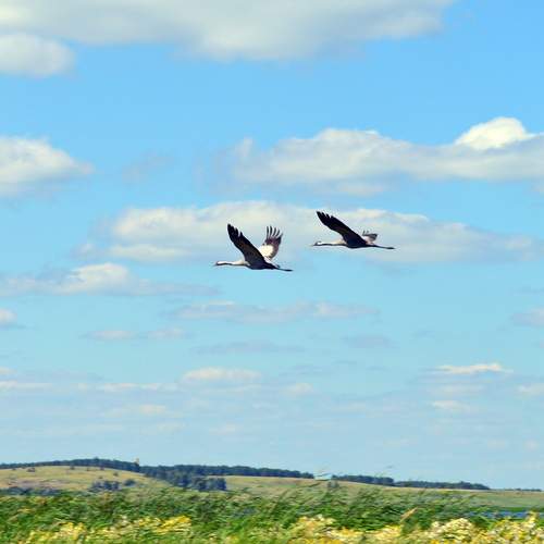 Photo #13094484