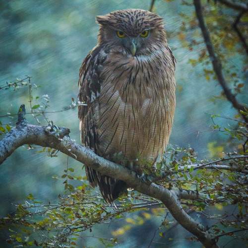 Owl