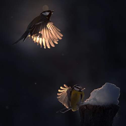 Фотография #13094684