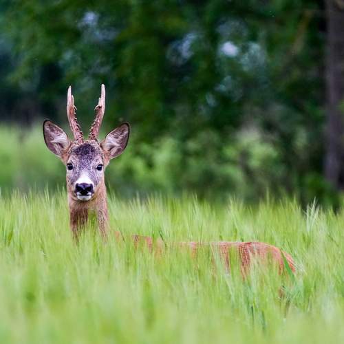 Photo #13094920