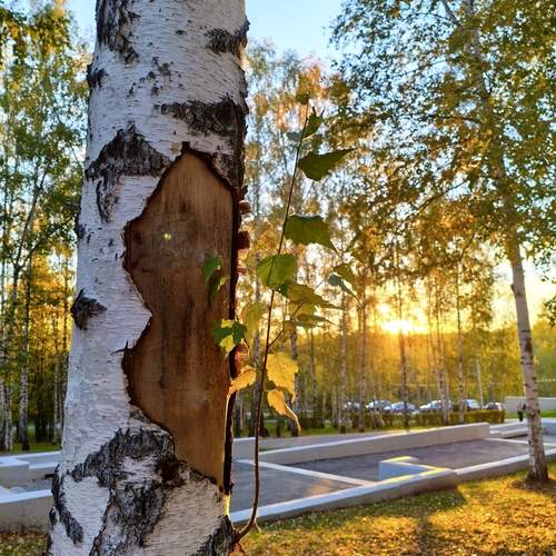 Photo #13095069