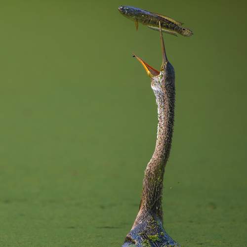 Фотография #13095081