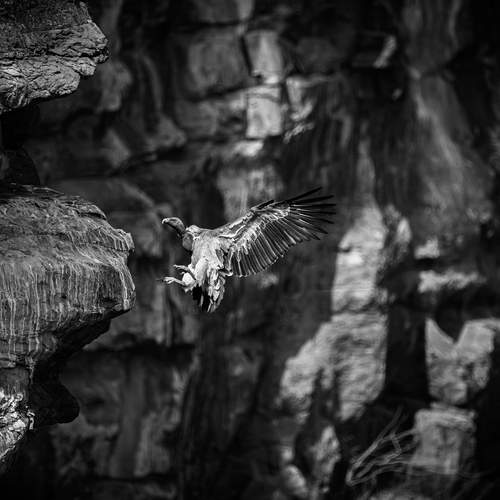 Cliff Sovereign: long-billed Vulture Soaring