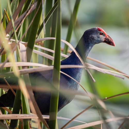 The Reeds\\\' Royal Resident