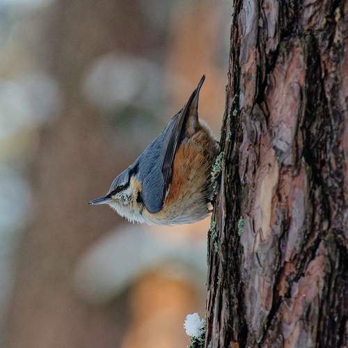 Photo #13095233