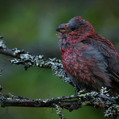 Лесной царь