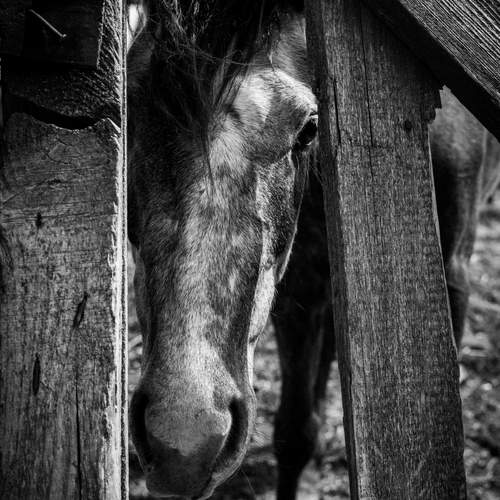 Photo #13095411