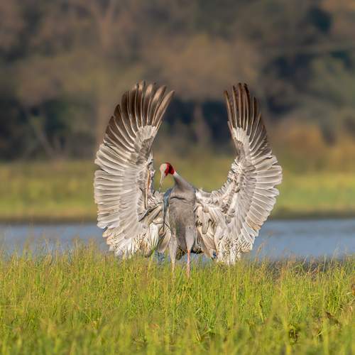Photo #13095639