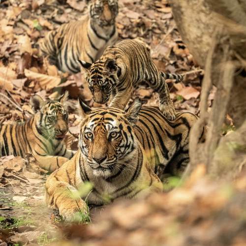 Photo #13095665