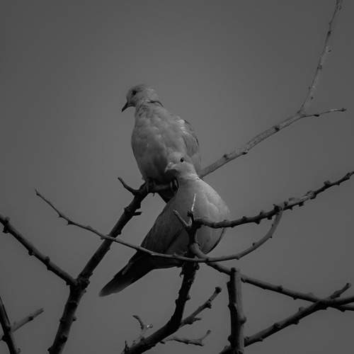 Photo #13095818