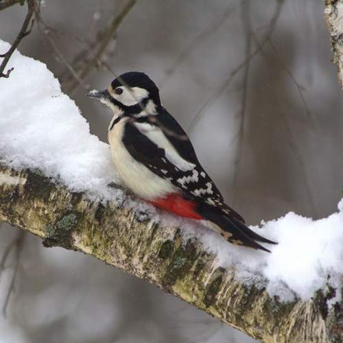 Photo #13095885