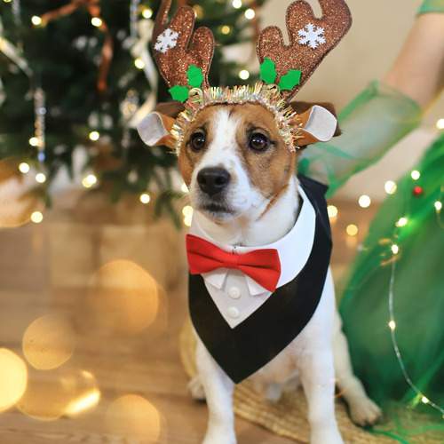 Photo #13096130