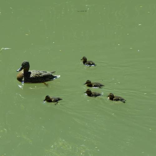 Photo #13096297