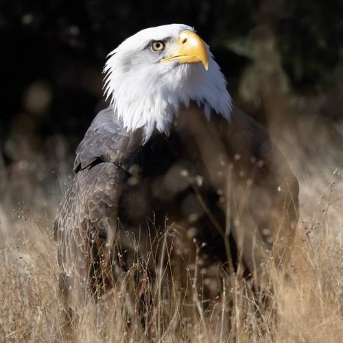 Фотография #13096439