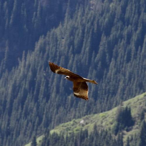 Photo #13096713