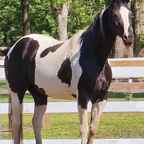 Photo #13096722