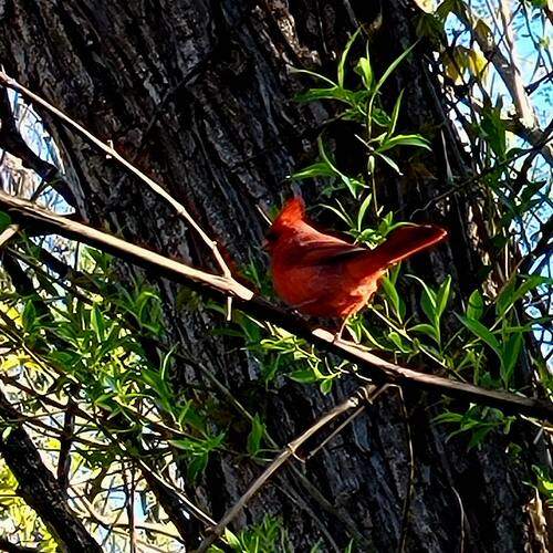 Red cardinal perched on the branch