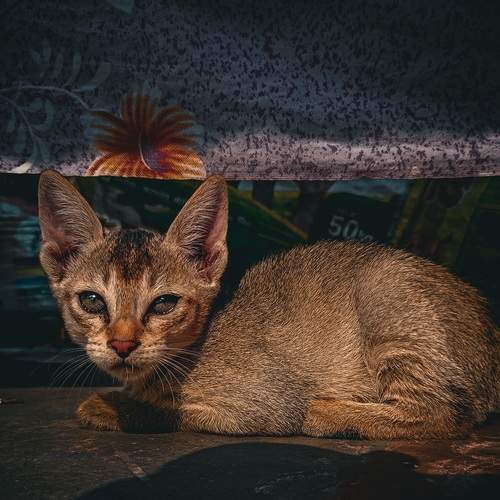 Photo #13096766