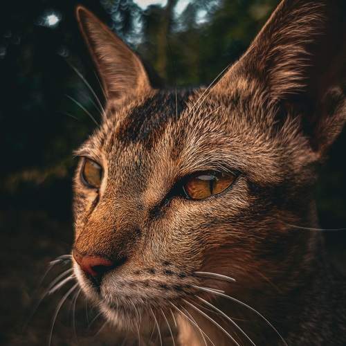 Photo #13096767
