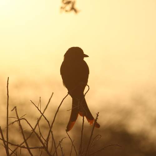 Photo #13096772