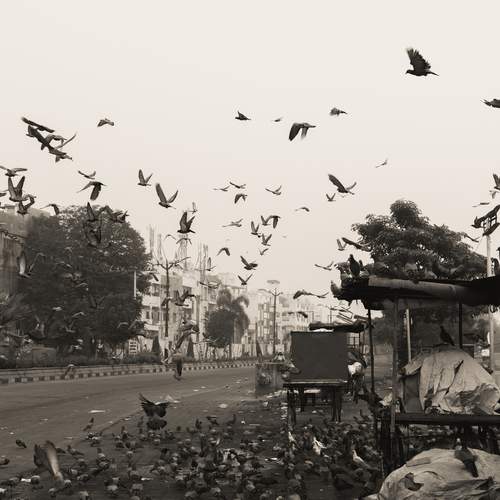 Photo #13096820